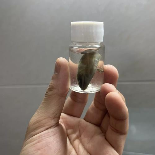 养殖蛇胆泡酒 传统药用的现代审视与安全警示