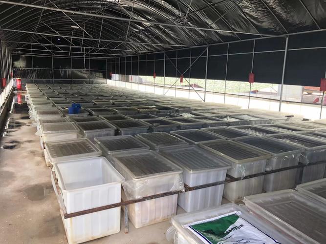 Guangxi Nanning Pengxuan Import and Export Co., Ltd — 养殖眼镜蛇出口业务介绍