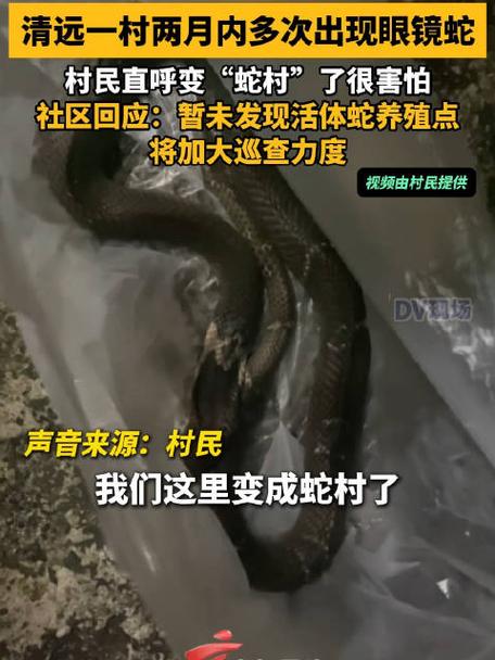 广东“蛇村”疑云 两月内6条毒蛇出没，养殖眼镜蛇引发生态忧思