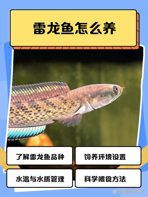 这就给你细细道来～ 了解雷龙鱼品种 雷龙鱼家族庞大,有大型如眼镜蛇