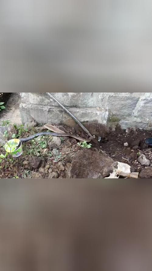 眼镜蛇不冬眠闯入工厂吐信子,民警将其引到墙角叉住蛇头捕获
