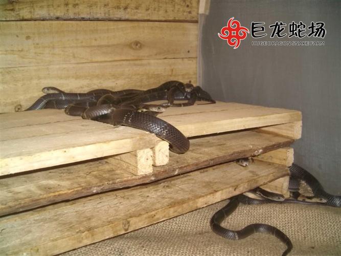 眼镜蛇养殖