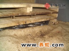 蛇王巨龙蛇场眼镜蛇养殖