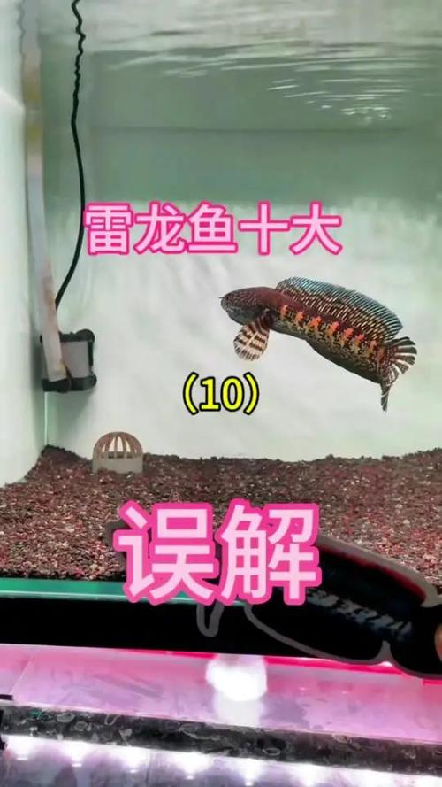雷龙鱼十大误解之请给蛇足够尊重 养雷龙应该用多大缸 黄金眼镜蛇雷龙