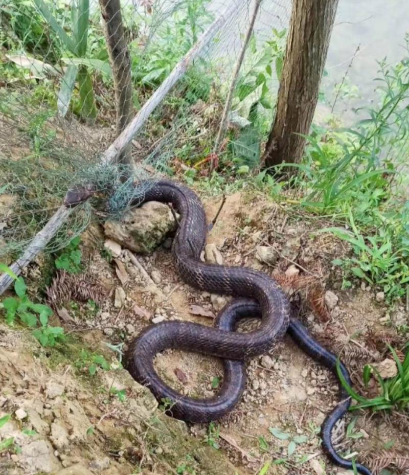 平时霸气十足的眼镜王蛇误闯养殖场的边网,无奈被困住了,它越是挣扎