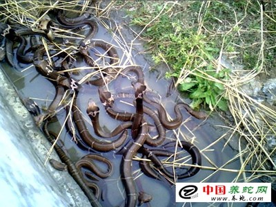 怎么养殖眼镜蛇